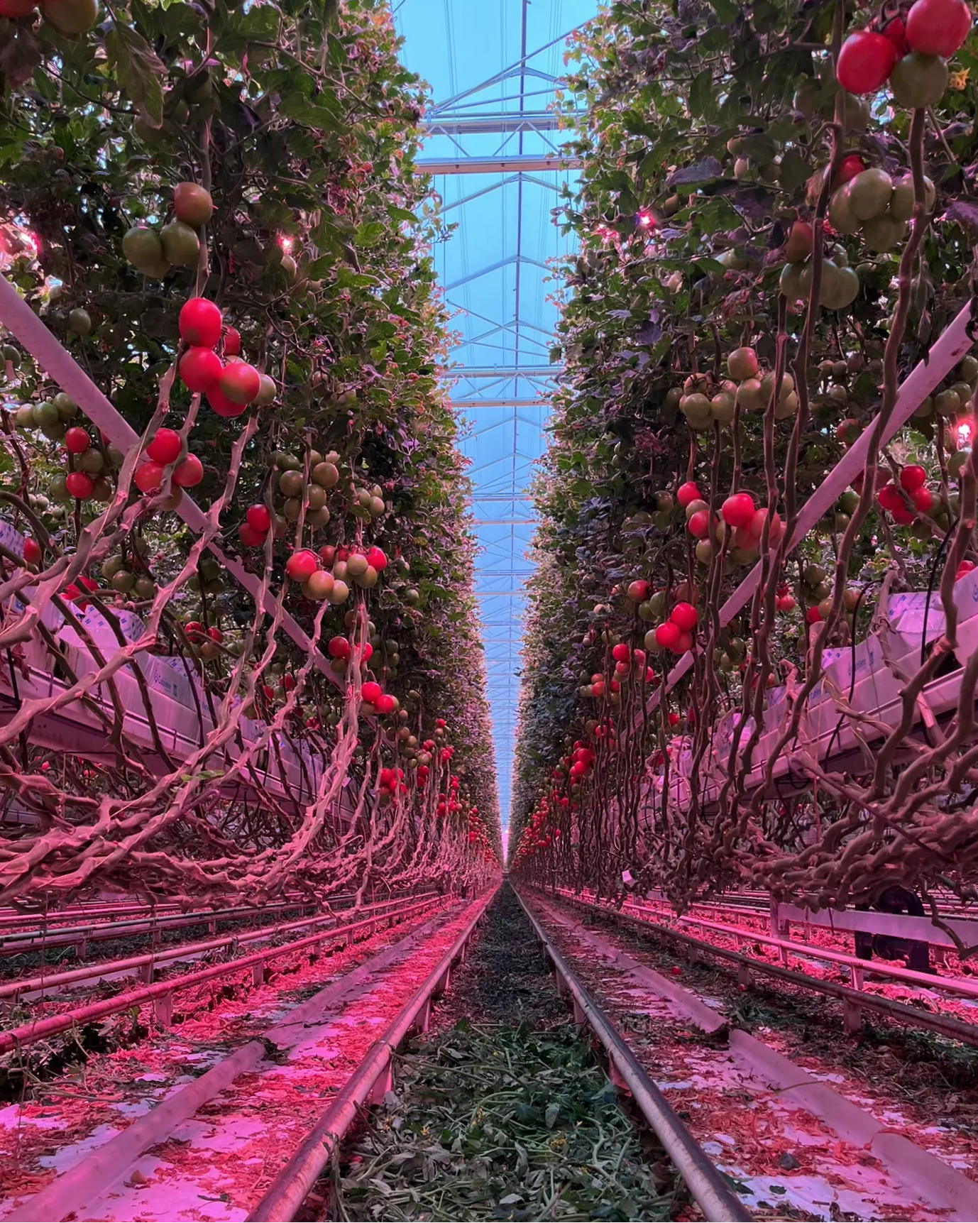 Tomatoes in greenhouse